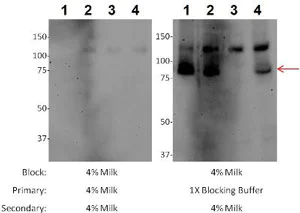 Western blot - Anti-Mitofusin 1 antibody [11E91H12] (AB126575)