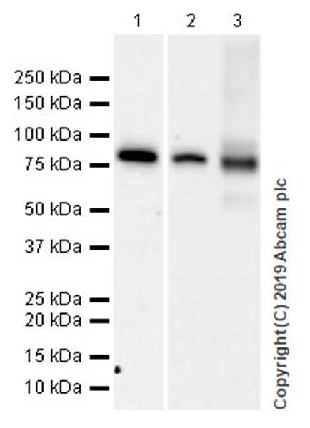 Western blot - Anti-Mitofusin 1 antibody [EPR21953-74] (AB221661)