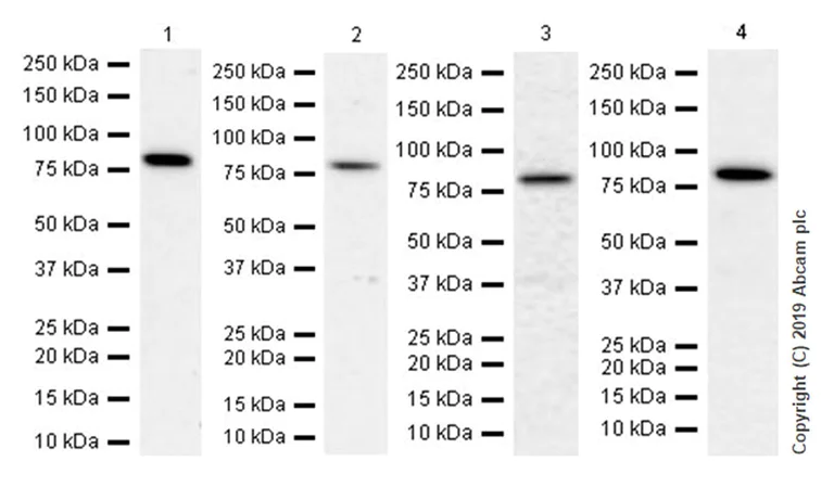 Western blot - Anti-Mitofusin 1 antibody [EPR21953-74] (AB221661)