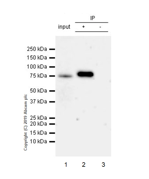 Immunoprecipitation - Anti-Mitofusin 1 antibody [EPR21953-74] - BSA and Azide free (AB254198), expandable thumbnail