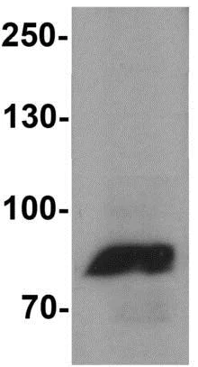 Western blot - Anti-Mitofusin 1 antibody - N-terminal (AB191853)