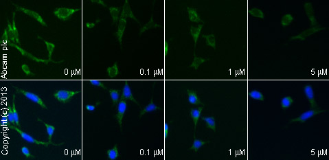 Immunocytochemistry/ Immunofluorescence - Anti-Mitofusin 2 antibody [6A8] (AB56889), expandable thumbnail