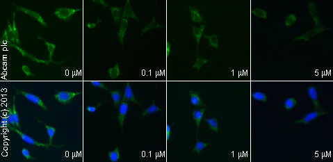 Immunocytochemistry/ Immunofluorescence - Anti-Mitofusin 2 antibody [6A8] (AB56889)