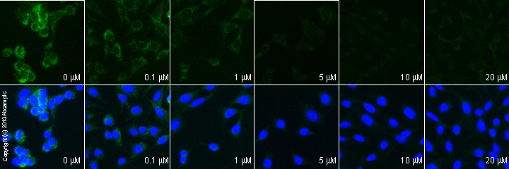 Immunocytochemistry/ Immunofluorescence - Anti-Mitofusin 2 antibody [6A8] (AB56889), expandable thumbnail