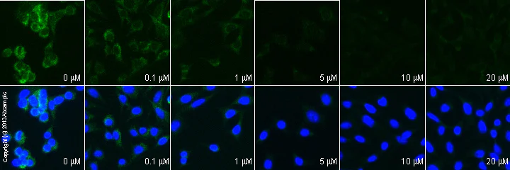 Immunocytochemistry/ Immunofluorescence - Anti-Mitofusin 2 antibody [6A8] (AB56889)