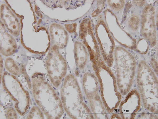 Immunohistochemistry (Formalin/PFA-fixed paraffin-embedded sections) - Anti-Mitofusin 2 antibody [6A8] (AB56889)