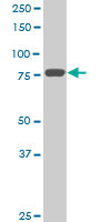Western blot - Anti-Mitofusin 2 antibody [6A8] (AB56889), expandable thumbnail