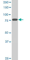 Western blot - Anti-Mitofusin 2 antibody [6A8] (AB56889)