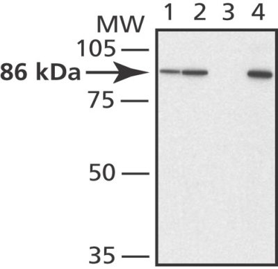 Western blot - Anti-Mitofusin 2 antibody (AB50838)