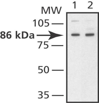 Western blot - Anti-Mitofusin 2 antibody (AB50843)