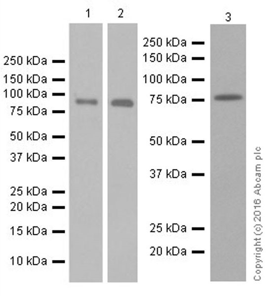 Anti-Mitofusin 2 antibody [EPR19796] (ab205236) | Abcam