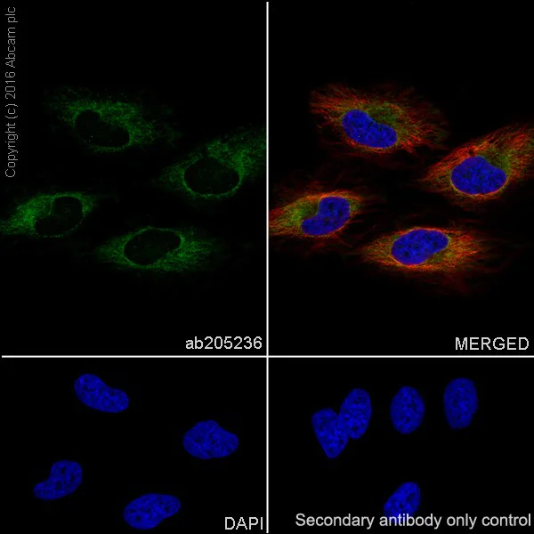 Immunocytochemistry/ Immunofluorescence - Anti-Mitofusin 2 antibody [EPR19796] - BSA and Azide free (AB251422)