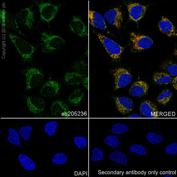 Immunocytochemistry/ Immunofluorescence - Anti-Mitofusin 2 antibody [EPR19796] - BSA and Azide free (AB251422)