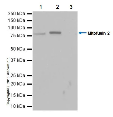 Immunoprecipitation - Anti-Mitofusin 2 antibody [EPR19796] - BSA and Azide free (AB251422)