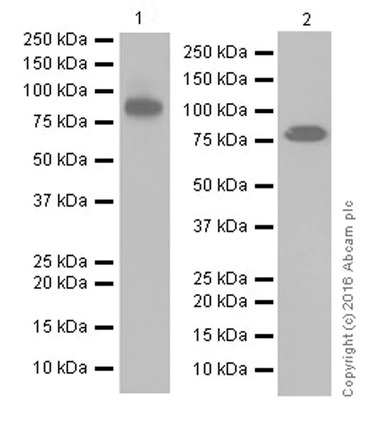 Western blot - Anti-Mitofusin 2 antibody [EPR19796] - BSA and Azide free (AB251422)