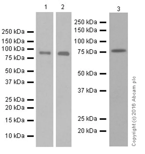 Western blot - Anti-Mitofusin 2 antibody [EPR19796] - BSA and Azide free (AB251422)