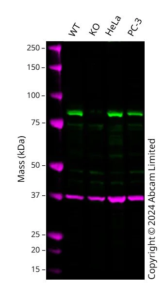 Western blot - Anti-Mitofusin 2 antibody [EPR19796] - BSA and Azide free (AB251422)