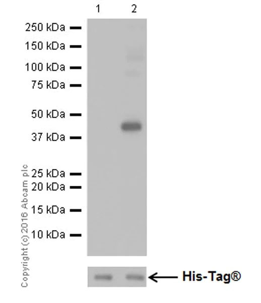Western blot - Anti-Mitofusin 2 antibody [EPR19796] - BSA and Azide free (AB251422)