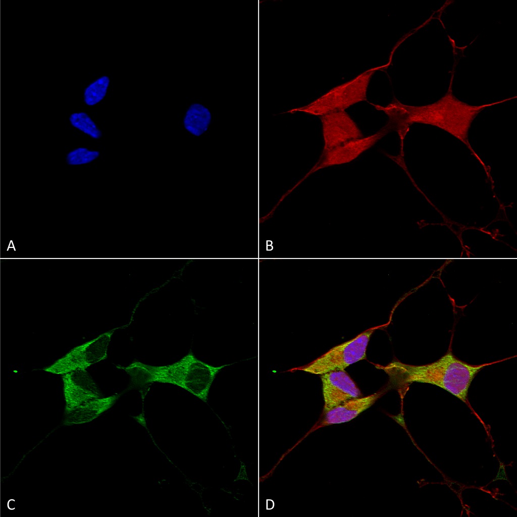 Immunocytochemistry/ Immunofluorescence - Anti-Mitofusin 2 antibody [N153/5] (AB186317)