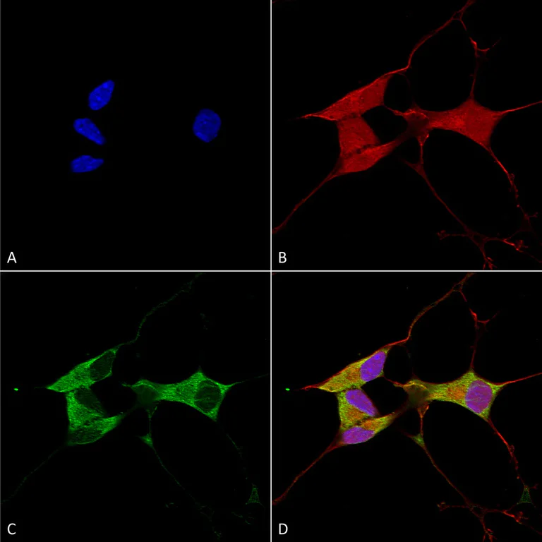 Immunocytochemistry/ Immunofluorescence - Anti-Mitofusin 2 antibody [N153/5] (AB186317)