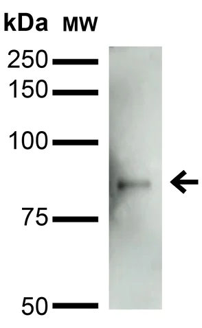 Western blot - Anti-Mitofusin 2 antibody [N153/5] (AB186317)