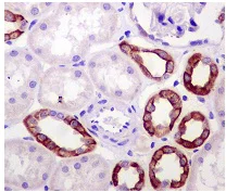 Immunohistochemistry (Formalin/PFA-fixed paraffin-embedded sections) - Anti-Mitofusin 2 antibody [NIAR164] (AB124773)