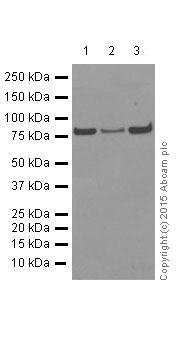 Western blot - Anti-Mitofusin 2 antibody [NIAR164] (AB124773), expandable thumbnail
