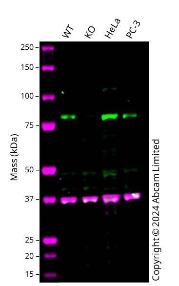 Western blot - Anti-Mitofusin 2 antibody [NIAR164] (ab124773), expandable thumbnail