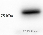 Western blot - Anti-Mitofusin 2 antibody [NIAR164] (AB124773), expandable thumbnail