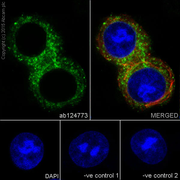 Immunocytochemistry/ Immunofluorescence - Anti-Mitofusin 2 antibody [NIAR164] - BSA and Azide free (AB219730)
