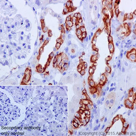 Immunohistochemistry (Formalin/PFA-fixed paraffin-embedded sections) - Anti-Mitofusin 2 antibody [NIAR164] - BSA and Azide free (AB219730)