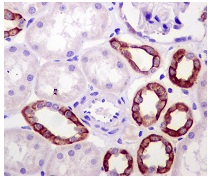 Immunohistochemistry (Formalin/PFA-fixed paraffin-embedded sections) - Anti-Mitofusin 2 antibody [NIAR164] - BSA and Azide free (AB219730)