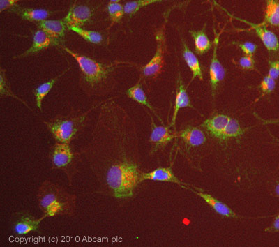 Immunocytochemistry/ Immunofluorescence - Anti-Mitofusin 2 + Mitofusin 1 antibody [3C9] (AB57602), expandable thumbnail