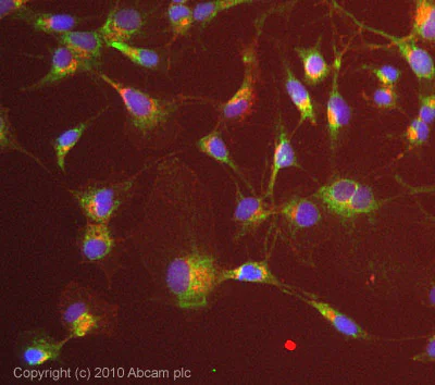 Immunocytochemistry/ Immunofluorescence - Anti-Mitofusin 2 + Mitofusin 1 antibody [3C9] (AB57602)