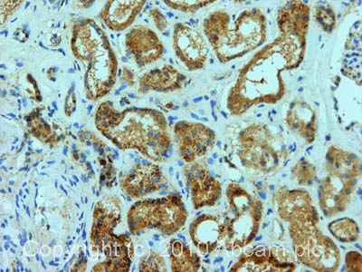 Immunohistochemistry (Formalin/PFA-fixed paraffin-embedded sections) - Anti-Mitofusin 2 + Mitofusin 1 antibody [3C9] (ab57602), expandable thumbnail