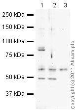 Immunoprecipitation - Anti-Mitofusin 2 + Mitofusin 1 antibody [3C9] (ab57602), expandable thumbnail