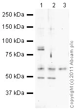 Immunoprecipitation - Anti-Mitofusin 2 + Mitofusin 1 antibody [3C9] (AB57602)