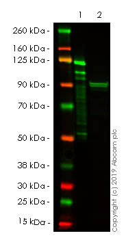 Western blot - Anti-Mitofusin 2 + Mitofusin 1 antibody [3C9] (AB57602)