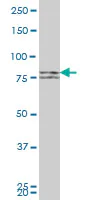 Western blot - Anti-Mitofusin 2 + Mitofusin 1 antibody [3C9] (AB57602)