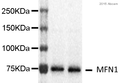 Western blot - Anti-Mitofusin 2 + Mitofusin 1 antibody [3C9] (AB57602), expandable thumbnail
