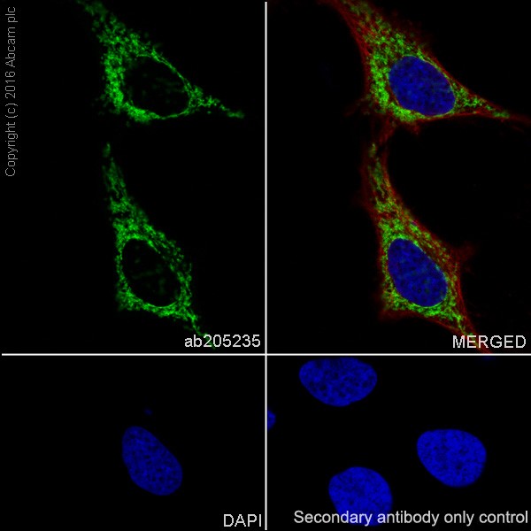 Immunocytochemistry/ Immunofluorescence - Anti-Mitofusin 2 + Mitofusin 1 antibody [EPR19792] - BSA and Azide free (AB251421), expandable thumbnail