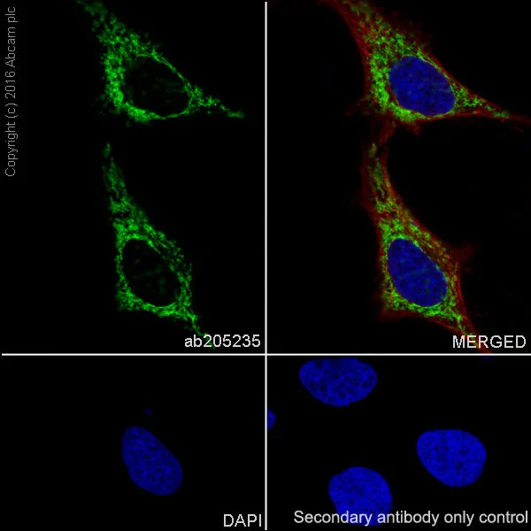 Immunocytochemistry/ Immunofluorescence - Anti-Mitofusin 2 + Mitofusin 1 antibody [EPR19792] - BSA and Azide free (AB251421)