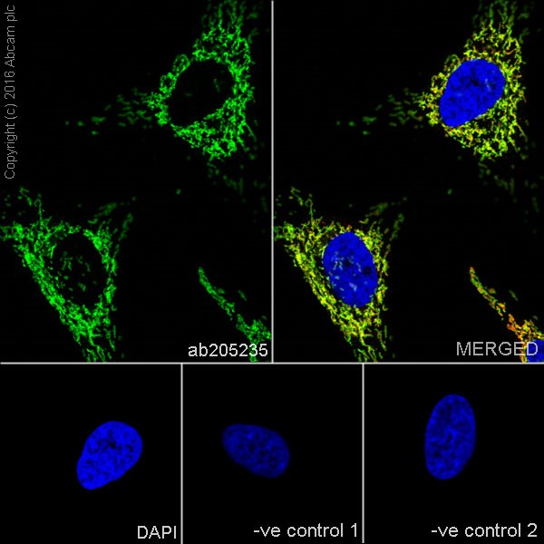 Immunocytochemistry/ Immunofluorescence - Anti-Mitofusin 2 + Mitofusin 1 antibody [EPR19792] - BSA and Azide free (AB251421), expandable thumbnail