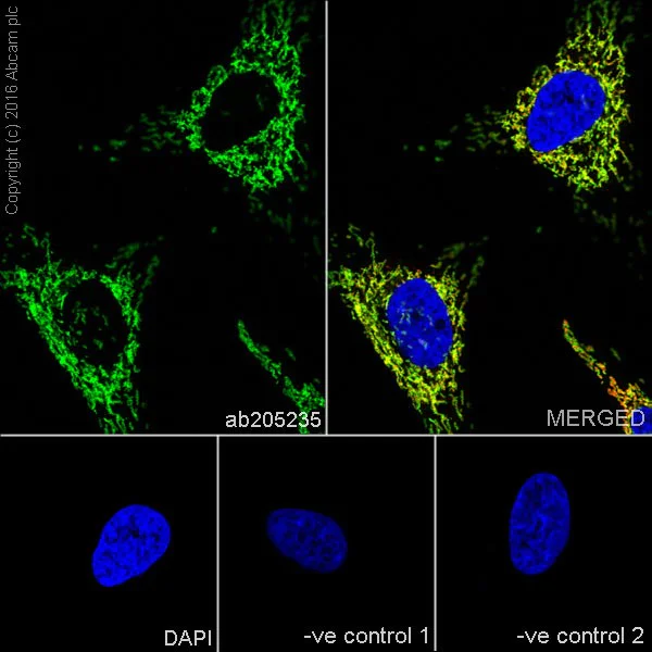 Immunocytochemistry/ Immunofluorescence - Anti-Mitofusin 2 + Mitofusin 1 antibody [EPR19792] - BSA and Azide free (AB251421)