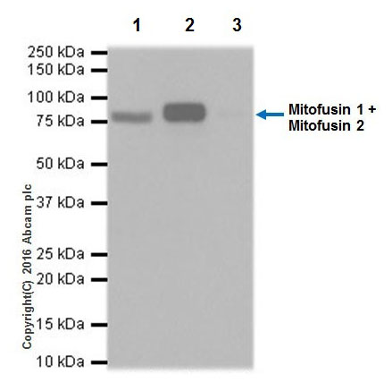 Immunoprecipitation - Anti-Mitofusin 2 + Mitofusin 1 antibody [EPR19792] - BSA and Azide free (AB251421), expandable thumbnail