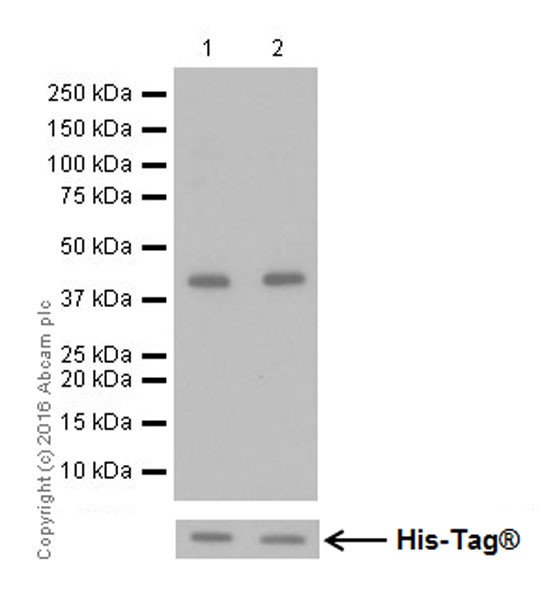 Western blot - Anti-Mitofusin 2 + Mitofusin 1 antibody [EPR19792] - BSA and Azide free (AB251421), expandable thumbnail