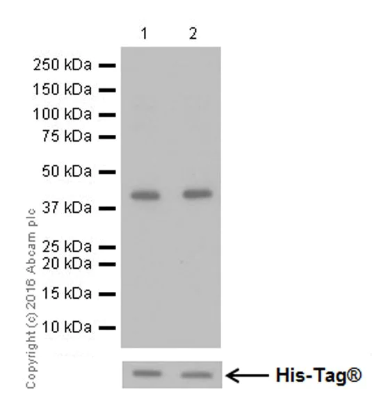 Western blot - Anti-Mitofusin 2 + Mitofusin 1 antibody [EPR19792] - BSA and Azide free (AB251421)