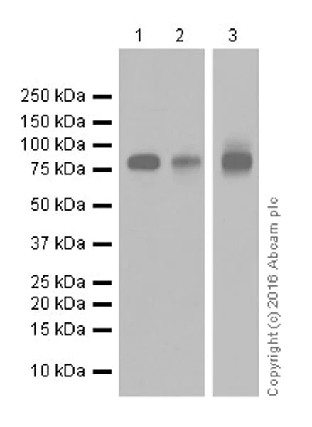 Western blot - Anti-Mitofusin 2 + Mitofusin 1 antibody [EPR19792] - BSA and Azide free (AB251421)