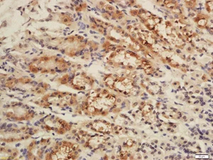 Immunohistochemistry (Formalin/PFA-fixed paraffin-embedded sections) - Anti-MitoNEET antibody (AB203096)