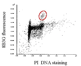 Flow Cytometry - Anti-Mitotic Cells antibody [8B3G] (AB8956)